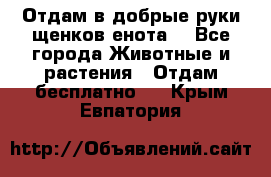 Отдам в добрые руки щенков енота. - Все города Животные и растения » Отдам бесплатно   . Крым,Евпатория